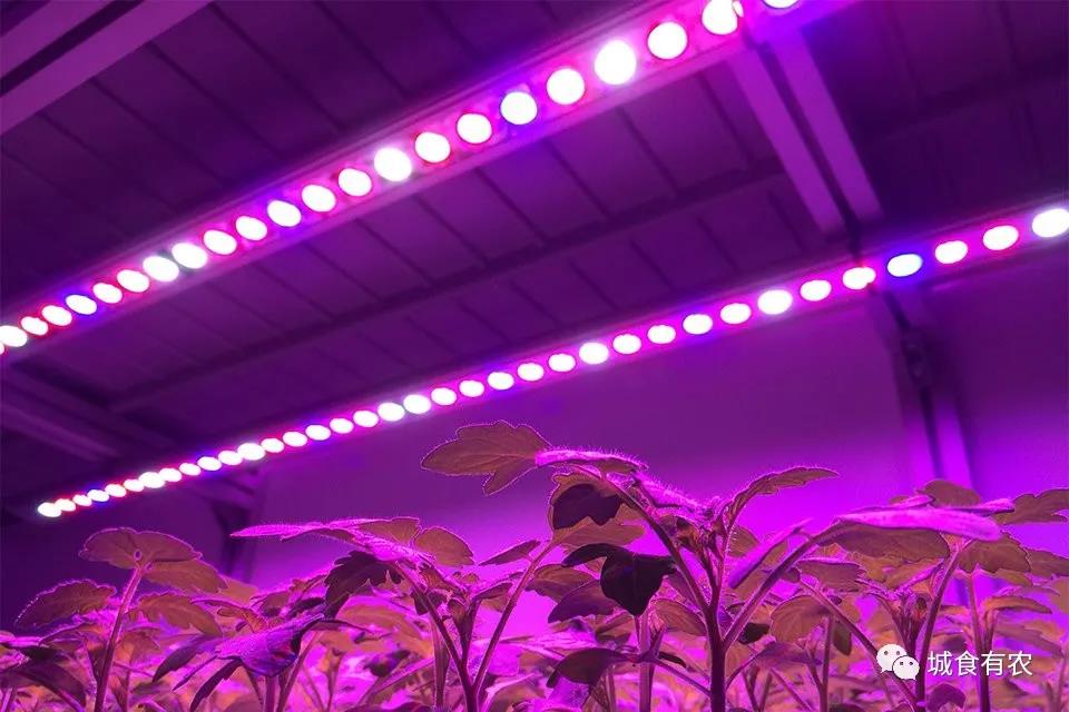 News - How to Use LED Lights in Facility Agriculture?